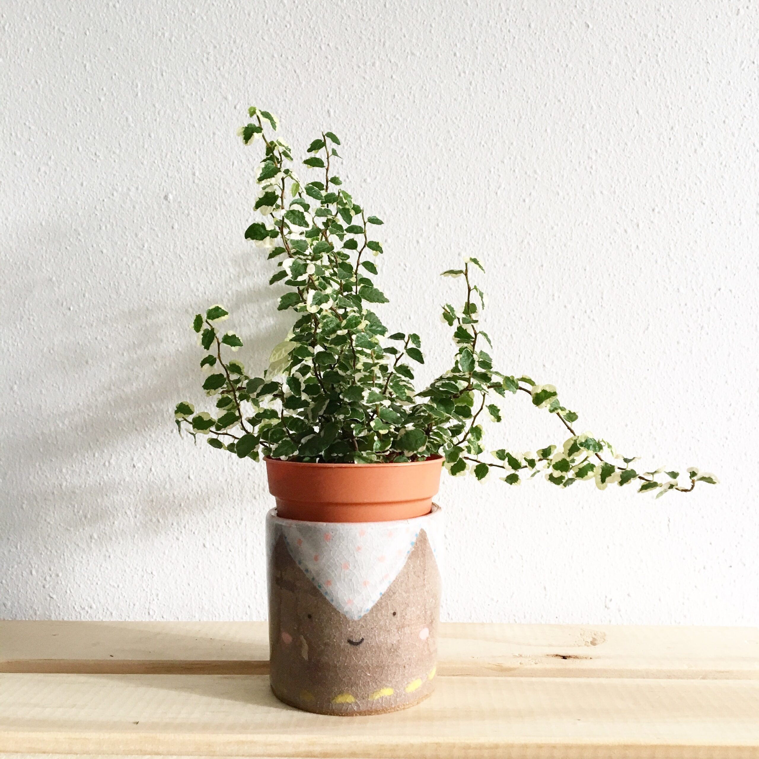 Green Leafy Plant Potted on Clay Pot